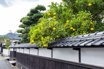 武家屋敷の白壁と瓦屋根の上に実る萩市特産の夏みかん