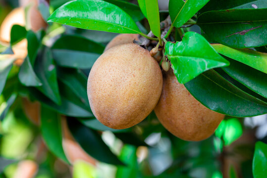 sapodilla, the fruit has a sweet fresh taste on sapodilla tree, sapodilla plum in the garden fruit