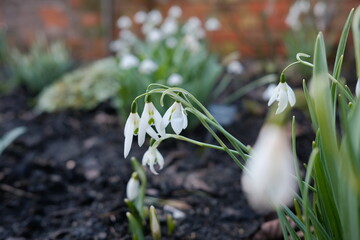 snowdrops in the forest