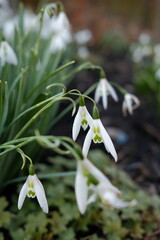snowdrops in the forest