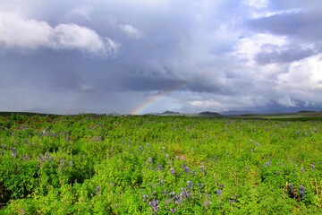 prati con fiori viola e l'arcobaleno in islanda