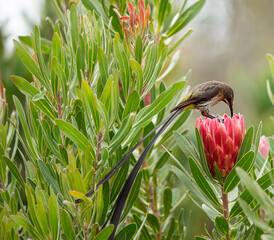 Cape Sugarbird, male, ( Promerops cafer ), sitting on protea flower feeding on flower nectar , with long tail flowing down.  Cape Town, South Africa