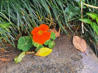 Nasturtium flower and foliage on sidewalk