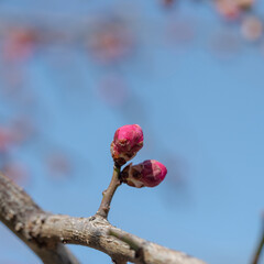 紅梅の蕾