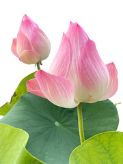pink lotus flower
