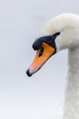 cygne tuberculé dans la réserve naturelle de la petite Camargue alsacienne 