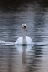 cygne tuberculé dans la réserve naturelle de la petite Camargue alsacienne 