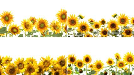 A Summer themed border with sunflowers isolated on transparent background, detailed photo, png