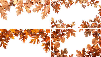 An Autumn themed border with oak leaves isolated on transparent background, detailed photo, png 