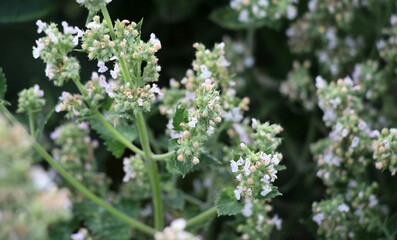Flowering lemon balm (Melissa officinalis) flowers