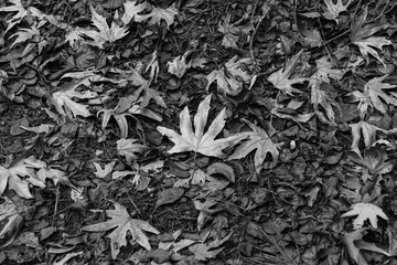 Background of fall (autumn) leaves fallen on ground in black and white