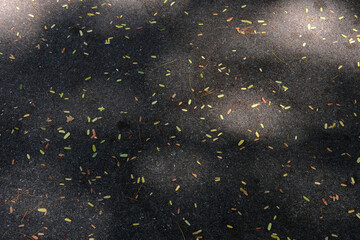 autumn leaves on the ground