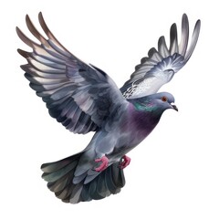 Fototapeta premium flying pigeon bird in action isolated on white background. Urban bird. symbol of peace