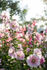 Pink Hollyhocks in the garden with blurred bokeh background