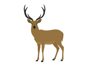 Schomburgk's deer on a white background.