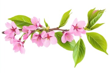 Obraz premium Cherry blossom flowers branch leaves leaf green.