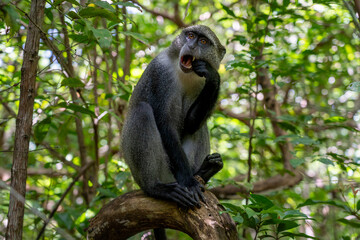 Blue Monkey Eating in Jozani Forest, Zanzibar