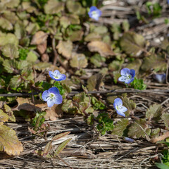 畔で見かけたイヌノフグリ