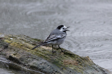 bergeronnette grise dans la réserve naturelle de la petite Camargue alsacienne