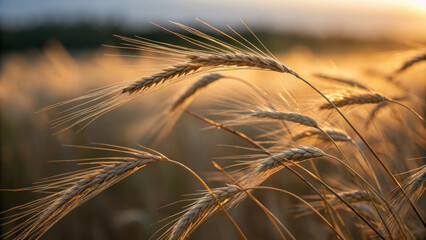 Golden wheat sways gently in summer breeze, capturing warmth of sun and beauty of nature harvest