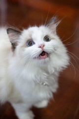 Cute, small Ragdoll cat. 3 months old. Standing on the floor and asking for attention