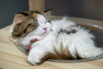 Close up of sleepy cute fluffy white cat in clear bowl on cat tree. Mixed breed cat between Maine Coon and Scottish Fold.