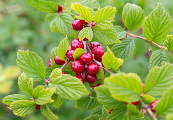 Obraz premium Cherry bush on summer sunny day. Korean cherry, mountain cherry.