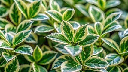 Close-up Wintercreeper Euonymus fortunei, Green and White Variegated Leaves, Nature Background