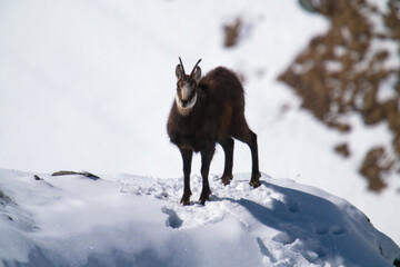 a chamois buck, rupicapra rupicapra, on the snowed in alps, the hohen tauern in the national park austria, ata sunny winter day