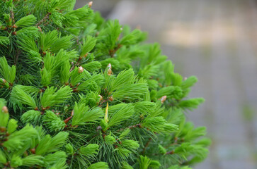Picea glauca ’Conica Compacta’ fresh green spring spruce. Closeup photo outdoors. Gardening, growing  conifer tree concept.Free copy space.