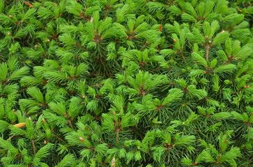  Picea glauca ’Conica Compacta’ fresh green spring spruce background. Growing conifer trees concept .