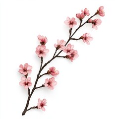 Obraz premium Delicate spring blossoms on a branch. Soft pink flowers with a light brown branch against a white background, showcasing the beauty of nature. 