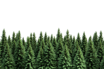 a row of evergreen trees cutout image and isolated on transparent background 