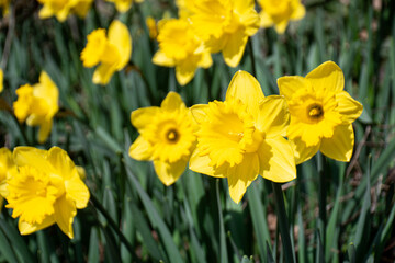 Fototapeta premium A close up of daffodils