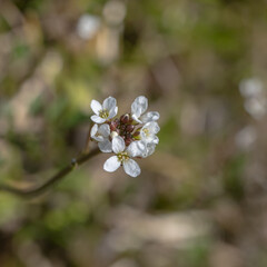 畔で見つけたタメツケバナ