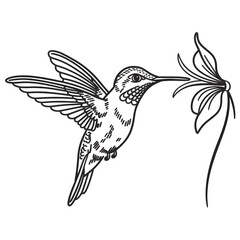 A line art Hummingbird illustration of a coloring Page white background.