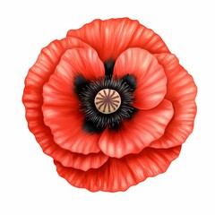 Beautiful red poppy flower with intricate details.