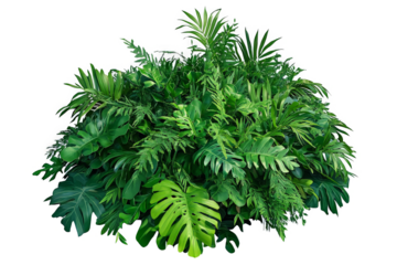 a plant with green leaves on a white background cutout image and isolated on transparent background 