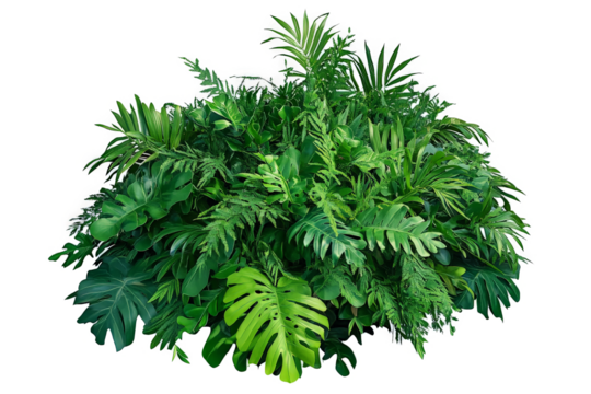 a plant with green leaves on a white background cutout image and isolated on transparent background 