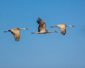 Obraz premium Sandhill Cranes, on a mission