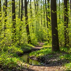 A spring stream flowing along a mountain valley