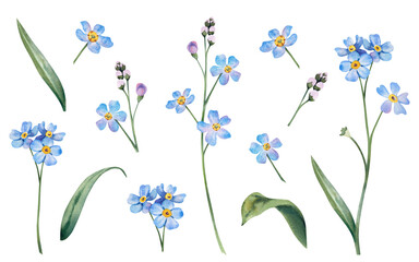 A blue forget-me-not set on an isolated background. Hand-painted botanical illustrations of wildflowers. Postcard design, fabric prints, cosmetics packaging design, pharmacy herbs.