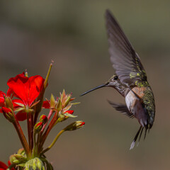hummingbird and flower