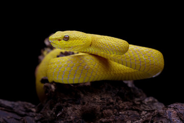 Yellow White-lipped Pit Viper isolated on black background, angry yellow viper snake, Trimeresurus insularis