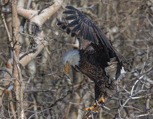 A bald eagle opens its wings to gain balance on a windy day
