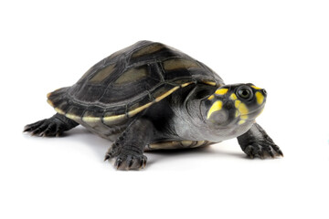 Obraz premium Close-up of a Clown turtle isolated on white, (odocnemis unifilis)