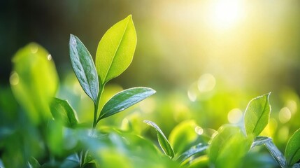 Obraz premium Fresh Green Leaf Growth