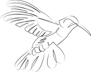 One continuous line art drawing flat illustration hummingbird, bird, flying, feather, wildlife, animal, nature, flight, vibrant, wing. Isolated image hand draw outline on white background