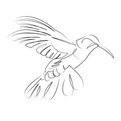 One continuous line art drawing flat illustration hummingbird, bird, flying, feather, wildlife, animal, nature, flight, vibrant, wing. Isolated image hand draw outline on white background