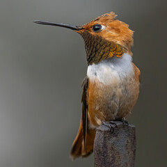 A Rufus hummingbird perches on a stand